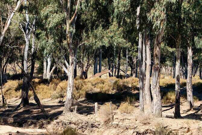 Cape Town Aquila Private Game Reserve Big Five Safari Adventure - Practical Tips for Your Safari Day