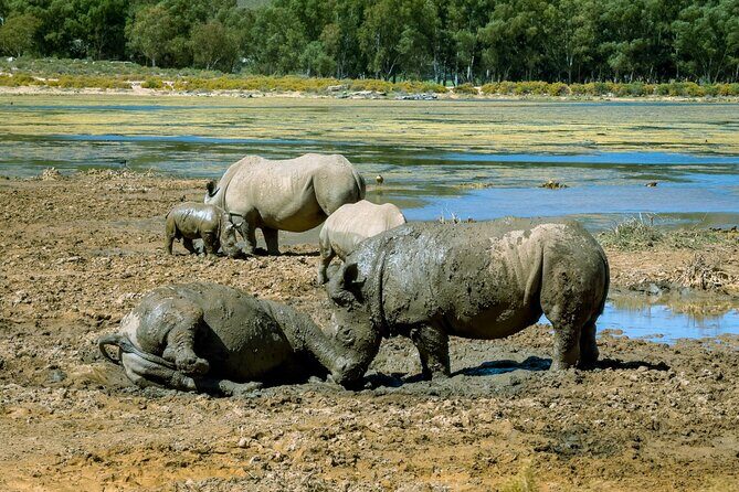 Cape Town Aquila Private Game Reserve Big Five Safari Adventure - FAQ