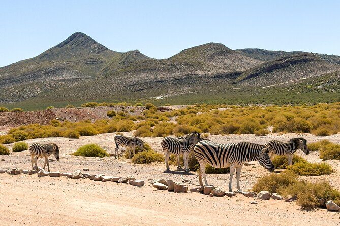 Cape Town Aquila Private Game Reserve Big Five Safari Adventure - Final Thoughts