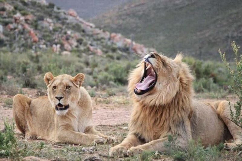 Cape Town: Aquila Private Game Reserve Safari with Lunch - An Honest Look at the Experience