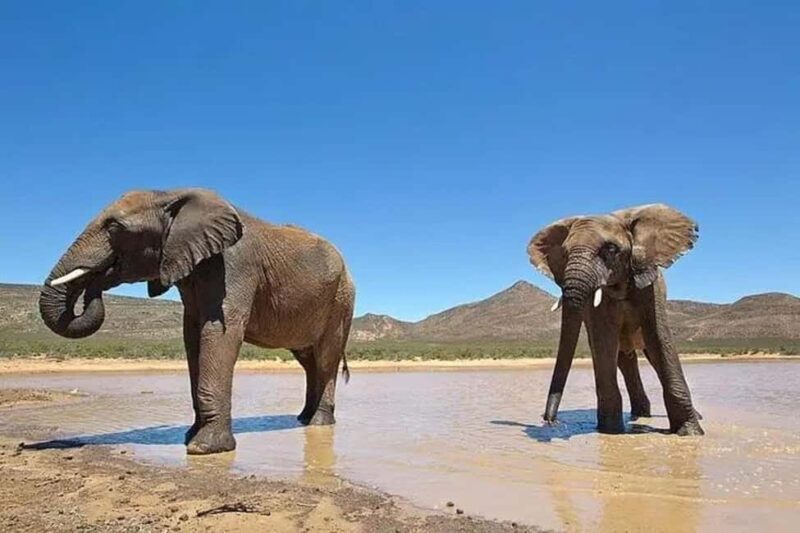 Cape Town: Aquila Private Game Reserve Safari with Lunch - How the Tour Fits into Your Cape Town Adventure