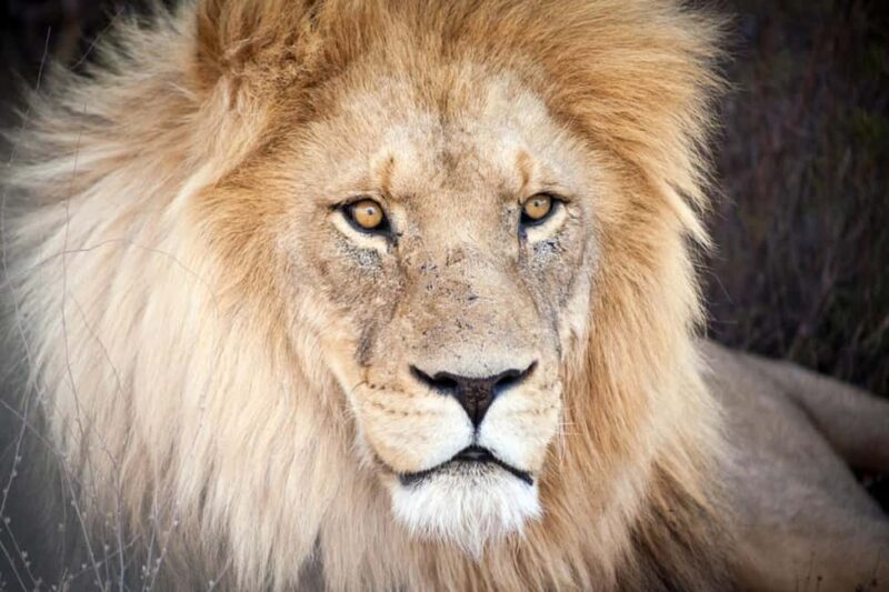 Cape Town: Aquila Private Game Reserve Safari with Lunch - Key Points