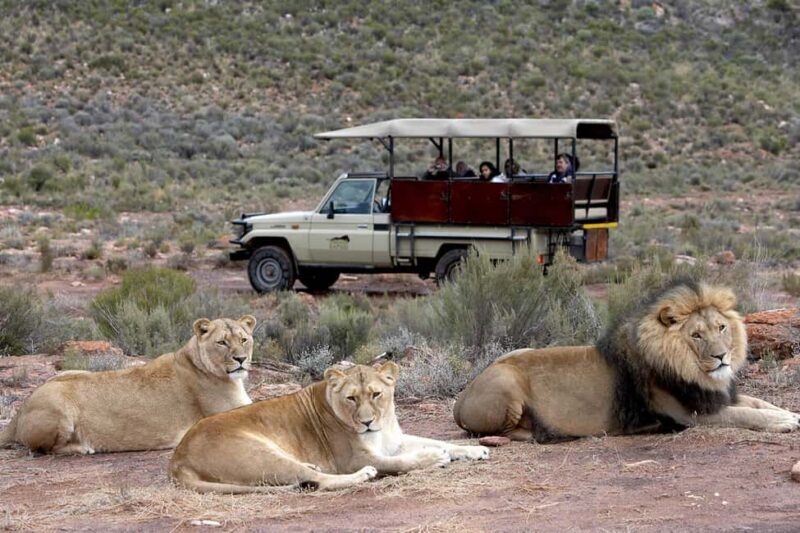 Cape Town: Aquila Private Game Reserve Safari with Lunch - A Complete Look at the Safari Experience