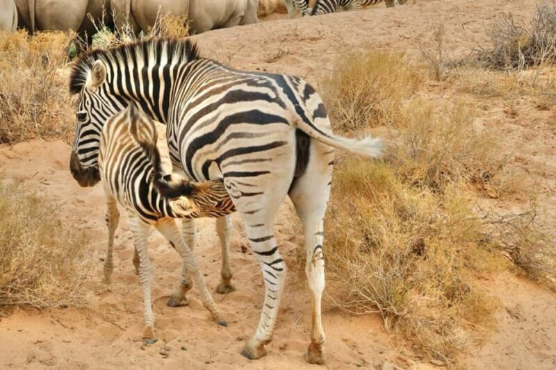 Cape Town: Aquila Private Game Reserve Safari with Lunch - Who Will Love This Tour?