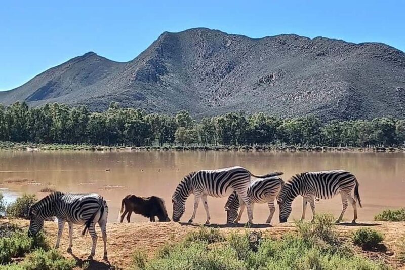 Cape Town: Aquila Private Game Reserve Safari with Lunch - FAQ