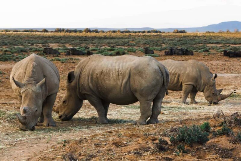 Cape Town: Aquila Private Game Reserve Sunset Safari - Key Points
