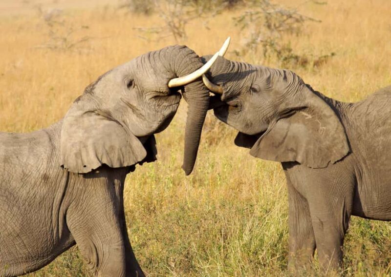 Cape Town: Aquila Private Game Reserve Sunset Safari - Wildlife and Habitat Insights