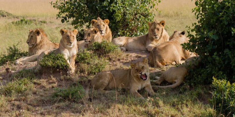 Cape Town: Aquila Reserve Safari with Lunch and Winery Visit - Who Will Love This Tour?
