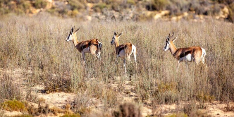 Cape Town: Aquila Reserve Safari with Lunch and Winery Visit - The Sum Up