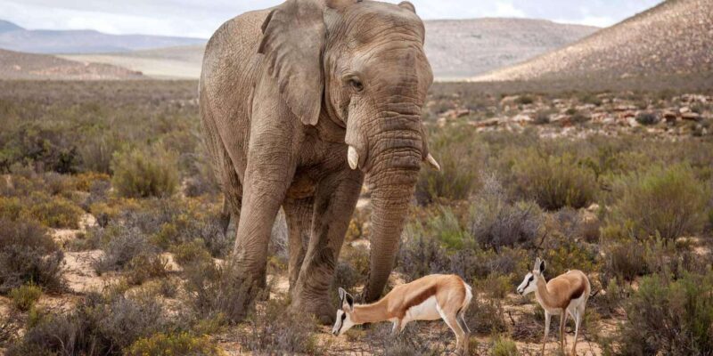 Cape Town: Aquila Reserve Safari with Lunch and Winery Visit - FAQ