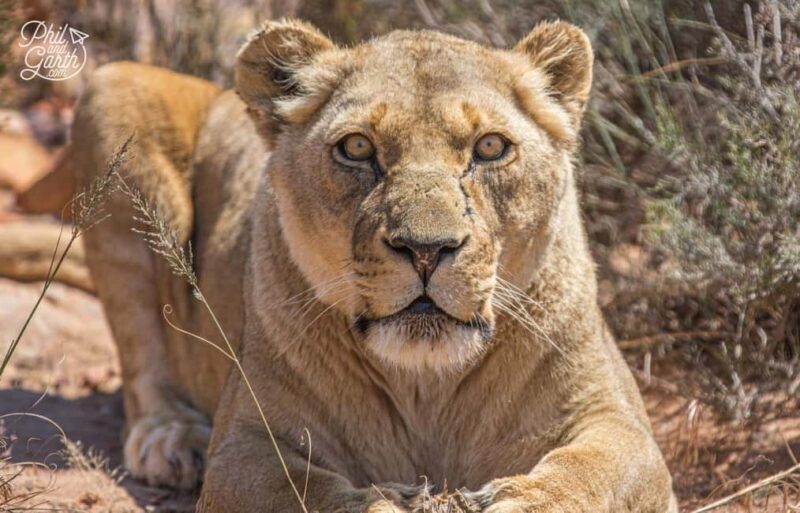 Cape Town: Aquila Reserve safari with lunch & wine tasting - Key Points