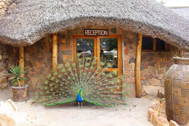 Cape Town: Aquila Reserve safari with lunch & wine tasting - The Real Value of the Tour