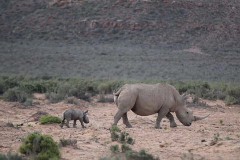 Cape Town: Aquila Safari Game Drive with Lunch and Wine - An In-Depth Look at the Aquila Safari & Wine Experience