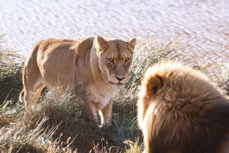 Cape Town: Aquila Safari Game Drive with Lunch and Wine - The Experience Itself: What to Expect
