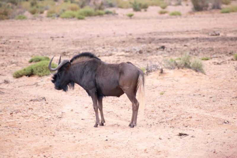 Cape Town: Aquila Safari Game Drive with Lunch and Wine - Practical Tips for Your Safari Day