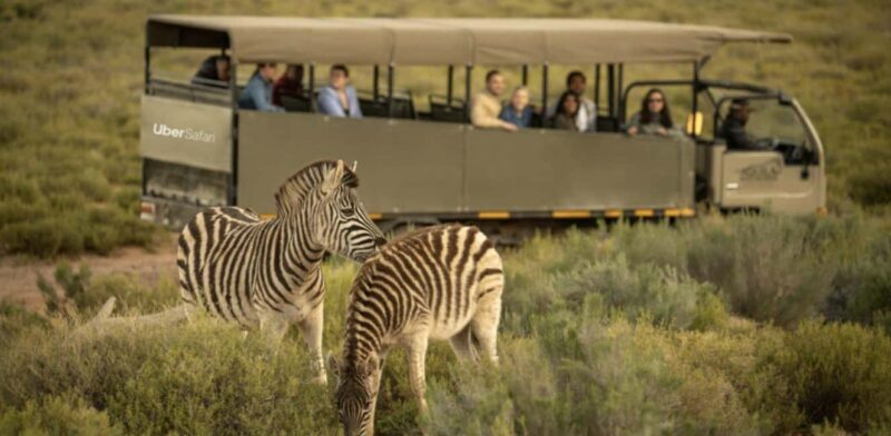 Cape Town: Aquila Safari Game Drive with Lunch and Wine - Who Is This Tour Best For?