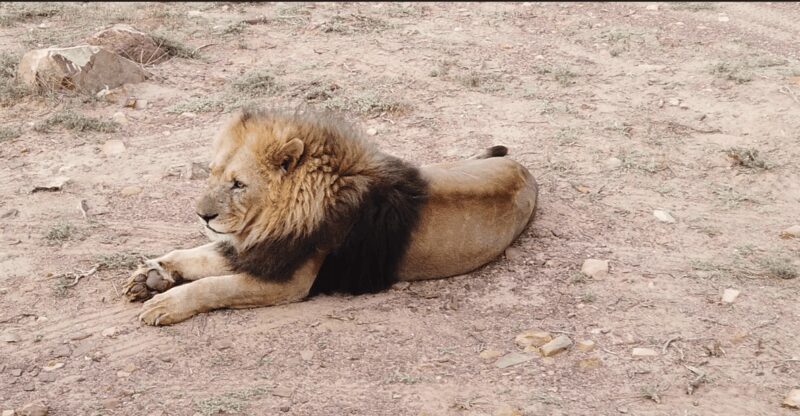 Cape Town - Aquila Safari - The Value of This Tour