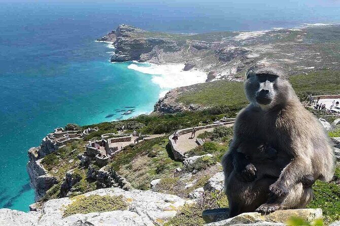 Cape Town Atlantic Helicopter Private Tour including Penguins Cape Point & Lunch - Who Is This Tour Best Suited For?