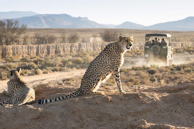 ( Cape Town ) Best Of Aquila Safari Fullday Tour - Who Should Consider This Tour?