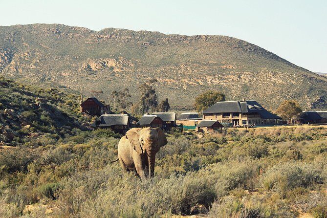 ( Cape Town ) Best Of Aquila Safari Fullday Tour - The Sum Up
