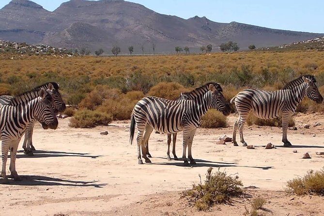 ( Cape Town ) Best Of Aquila Safari Fullday Tour - FAQ