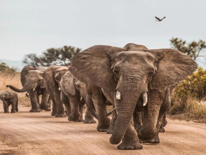 Cape Town: Big 5 Game Reserve Drive with Lunch - The Itinerary: What to Expect on Your Day with Aquila