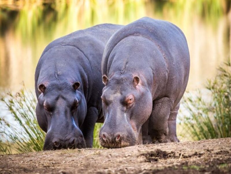 Cape Town: Big 5 Game Reserve Drive with Lunch - Who Should Consider This Tour?