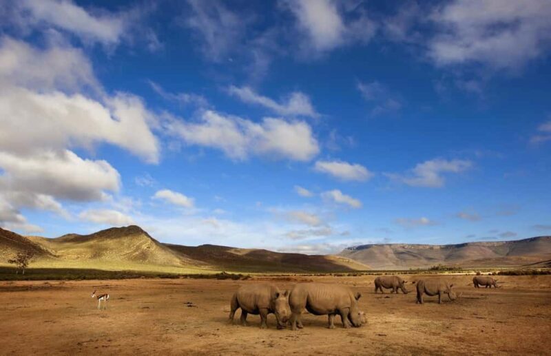 Cape Town: Big Five Safari and Breede River Valley Day Trip - An Introduction to the Tour Experience