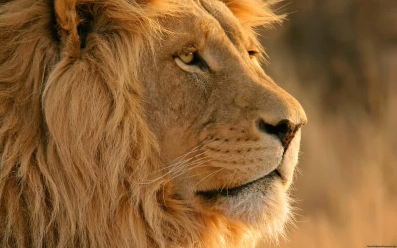 Cape Town: Big Five Safari and Breede River Valley Day Trip - The Practicalities and Value