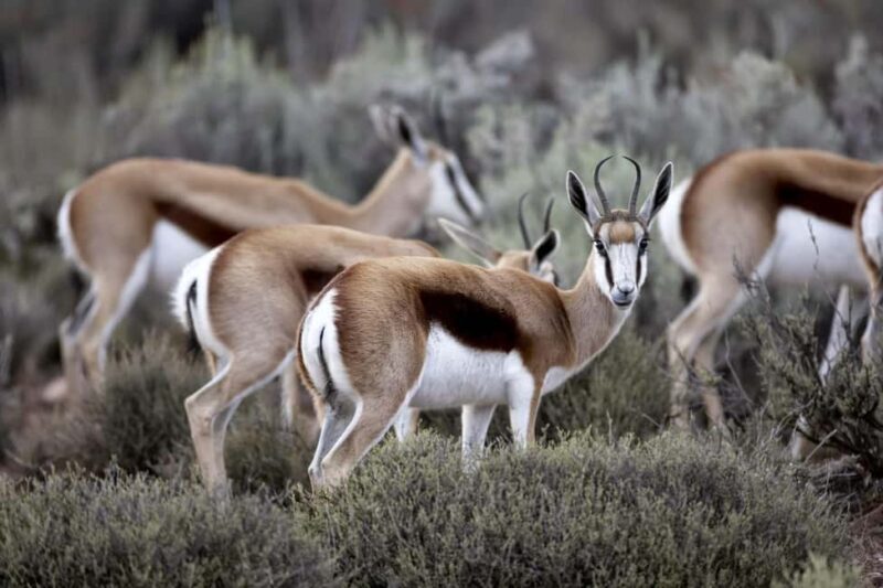 Cape Town: Big Five Safari and Breede River Valley Day Trip - Authentic Reviews and Honest Perspectives