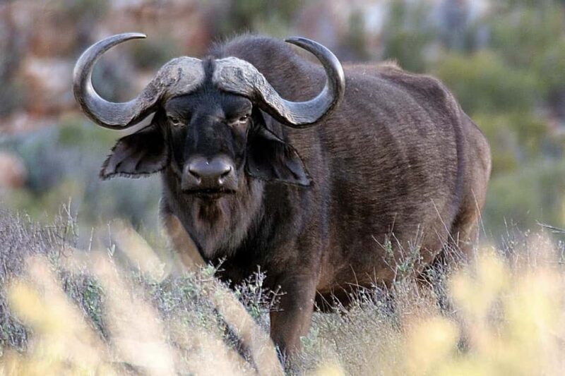 Cape Town: Big Five Safari and Breede River Valley Day Trip - Who Will Love This Tour