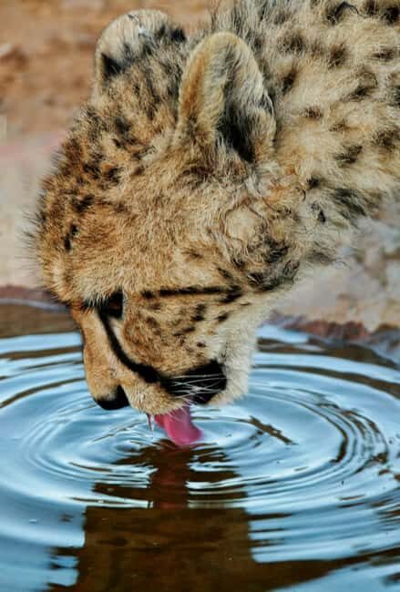 Cape Town: Big Five Safari and Breede River Valley Day Trip - FAQ