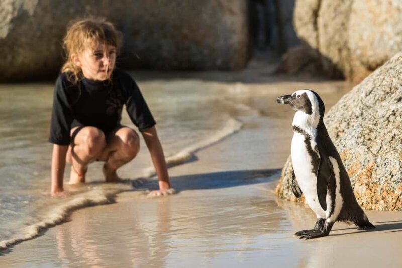 Cape Town: Boulders Penguin Colony Prebooked Entry Ticket - What to Expect from Your Visit to Boulders Penguin Colony