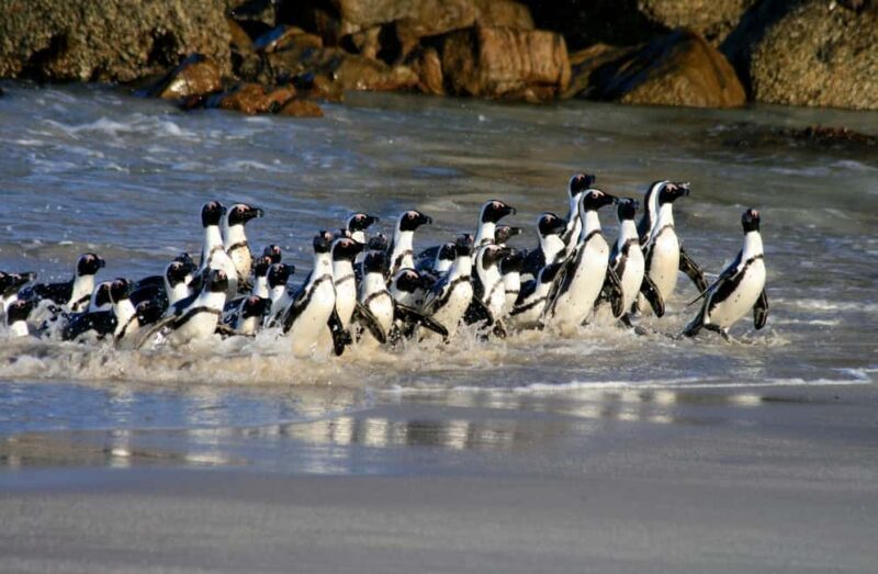 Cape Town: Boulders Penguin Colony Prebooked Entry Ticket - Additional Considerations