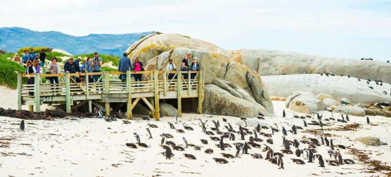 Cape Town: Boulders Penguin Colony Prebooked Entry Ticket - Who Will Love This Tour