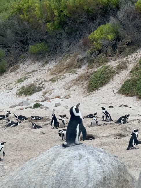 Cape Town: Cape of Good Hope and Penguins Colony Day Tour - FAQ