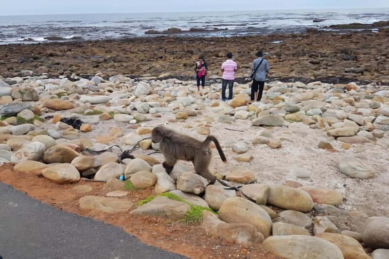 Cape Town: Cape of Good Hope and Penguins Full-Day Tour - Summary: Why Choose This Tour?