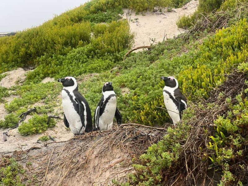 Cape Town: Cape Of Good Hope and Penguins Small Group Tour - Value and Practical Details