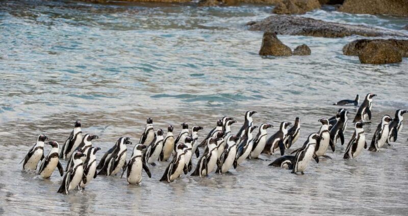 Cape Town: Cape of Good Hope & Penguin Colony Entry Ticket - Key Points