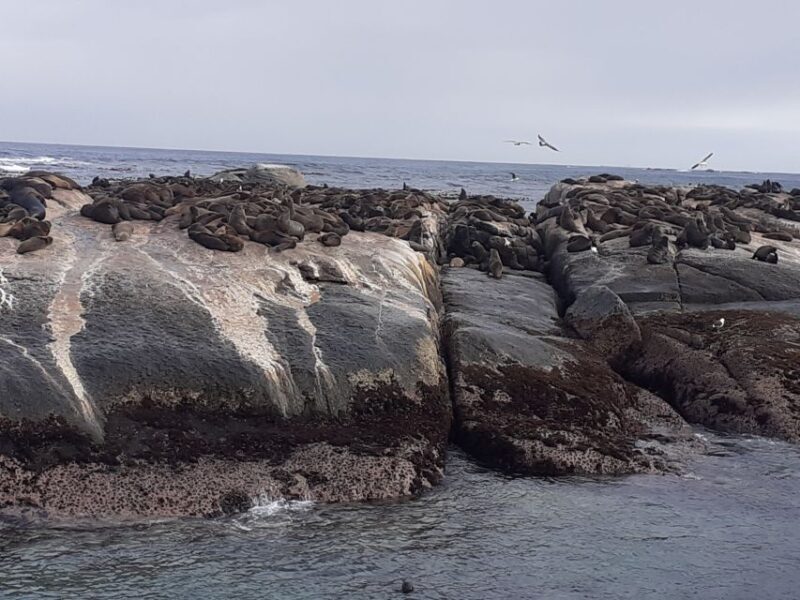 Cape Town: Cape of Good Hope, Seals and Penguins Day Tour - Who Should Book This Tour?
