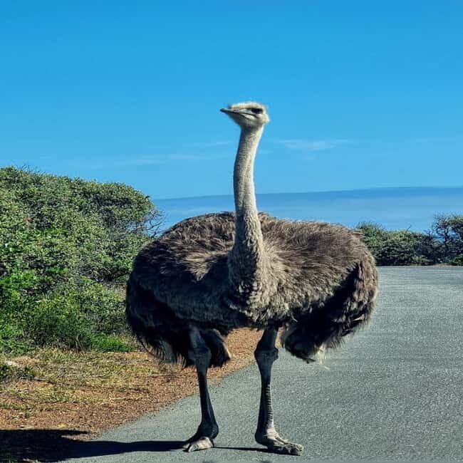 Cape Town: Cape Peninsula and Wine Route Tour - Key Points