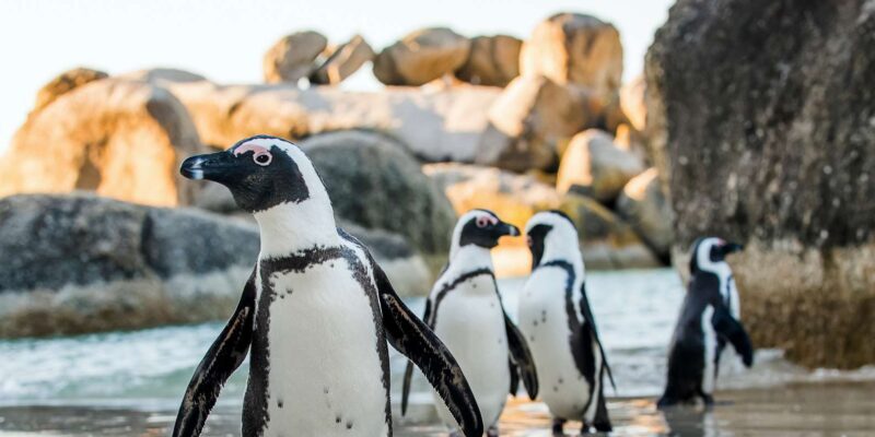 Cape Town: Cape Peninsula & Table Mountain Private Day Trip - Practicalities and Tips