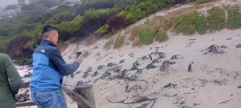 Cape Town: Cape point, Boulders beach, Simon's town - The Experience from Travelers’ Perspectives