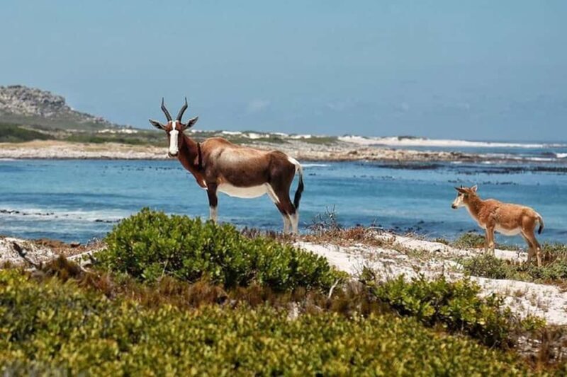 Cape Town: Cape Point, Constantia Wine Tour Private Transfer - Key Points