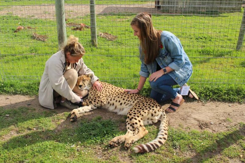 Cape Town: CHEETAH ENCOUNTER/WINE TESTING EXPERIENCE/LUNCH - Authentic Experiences and Honest Feedback