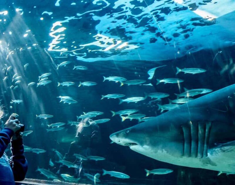 Cape Town City Pass: Save Over 50% on 80+ Top Attractions - Exploring Cape Towns Landmarks and Must-Sees
