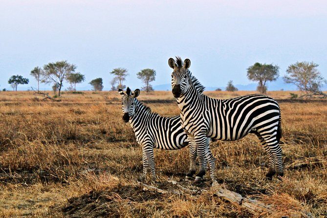 Cape Town Day Safari - Additional Practical Details