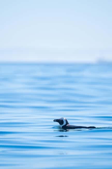 Cape Town: Dolphin & Ocean Wildlife Kayaking Adventure - FAQs