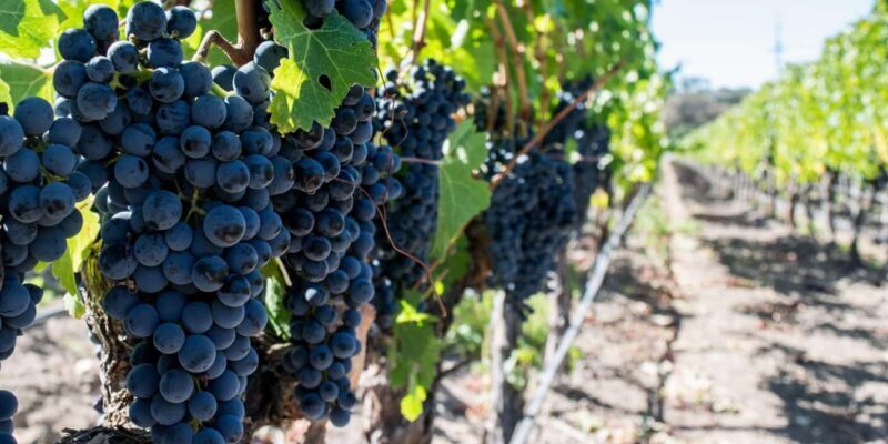 Cape Town: Franschhoek and Wine Tram Tour - Key Points