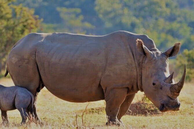 Cape Town Full Day Aquila reserve safari - What’s Included and Why It Matters